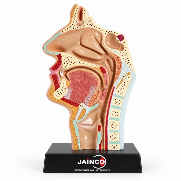 Human Nose (Nasal Throat Anatomy) Model